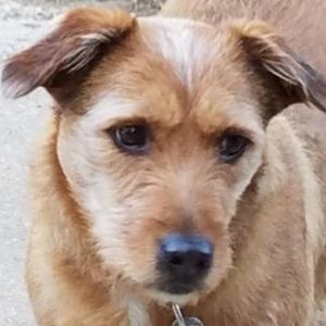 Meet your Posher, Violet